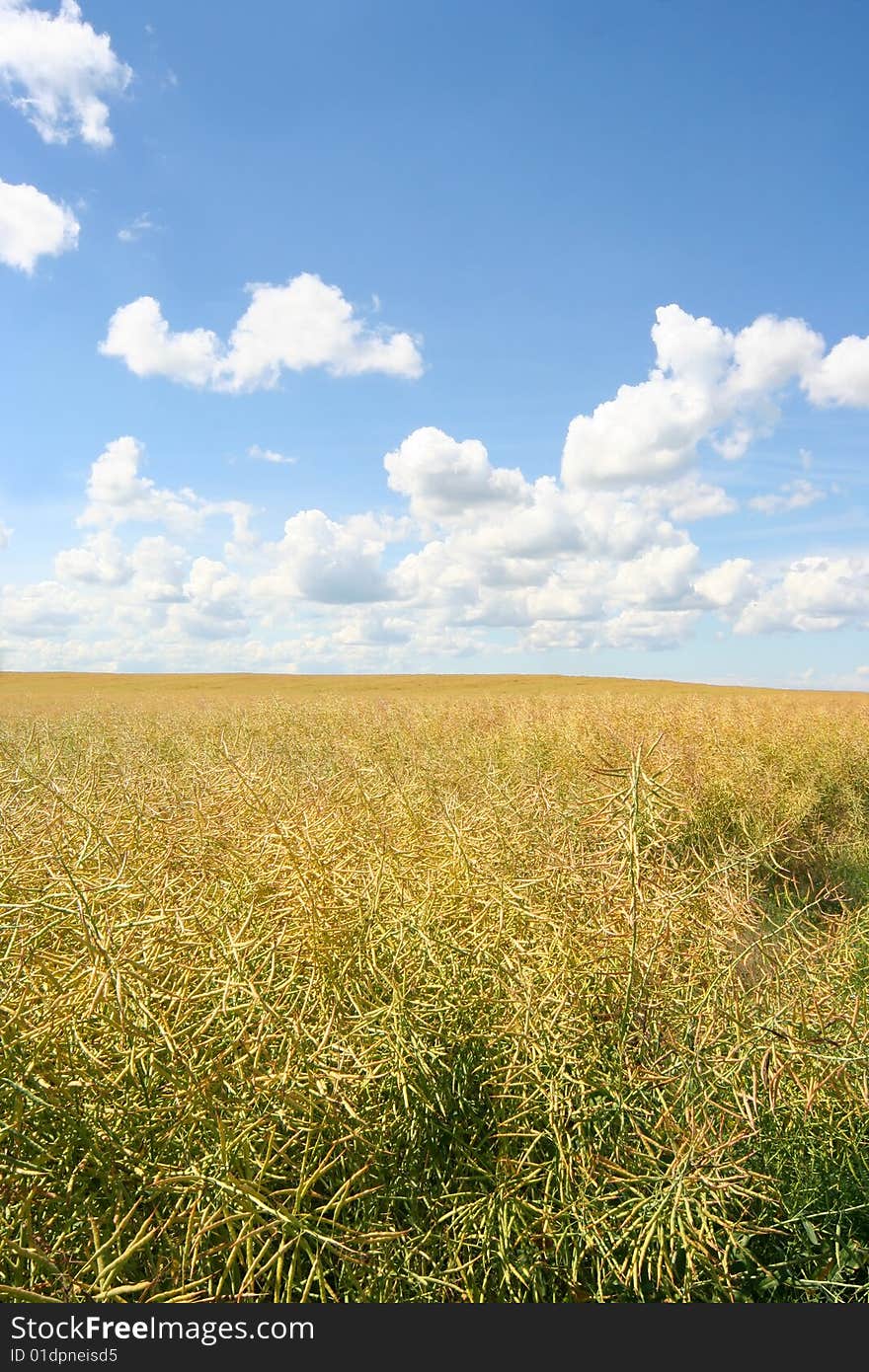 Bright yellow meadow and blue sky. Bright yellow meadow and blue sky