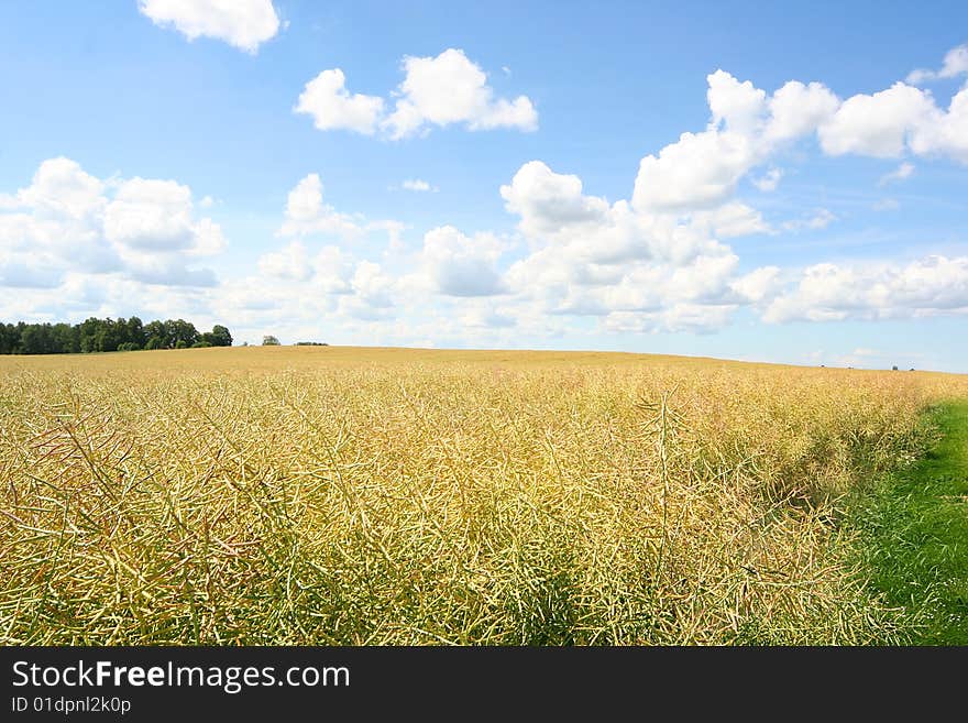 Bright yellow meadow and blue sky. Bright yellow meadow and blue sky