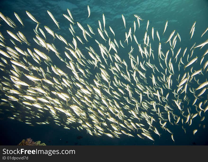 Coral and fish taken in the red sea.