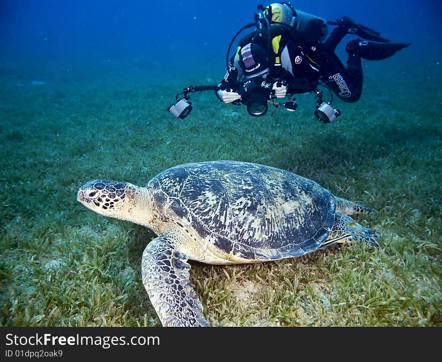 Male green turtle (chelonia mydas)taken in the red sea. Male green turtle (chelonia mydas)taken in the red sea.