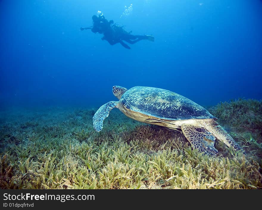 Male green turtle (chelonia mydas)taken in the red sea. Male green turtle (chelonia mydas)taken in the red sea.