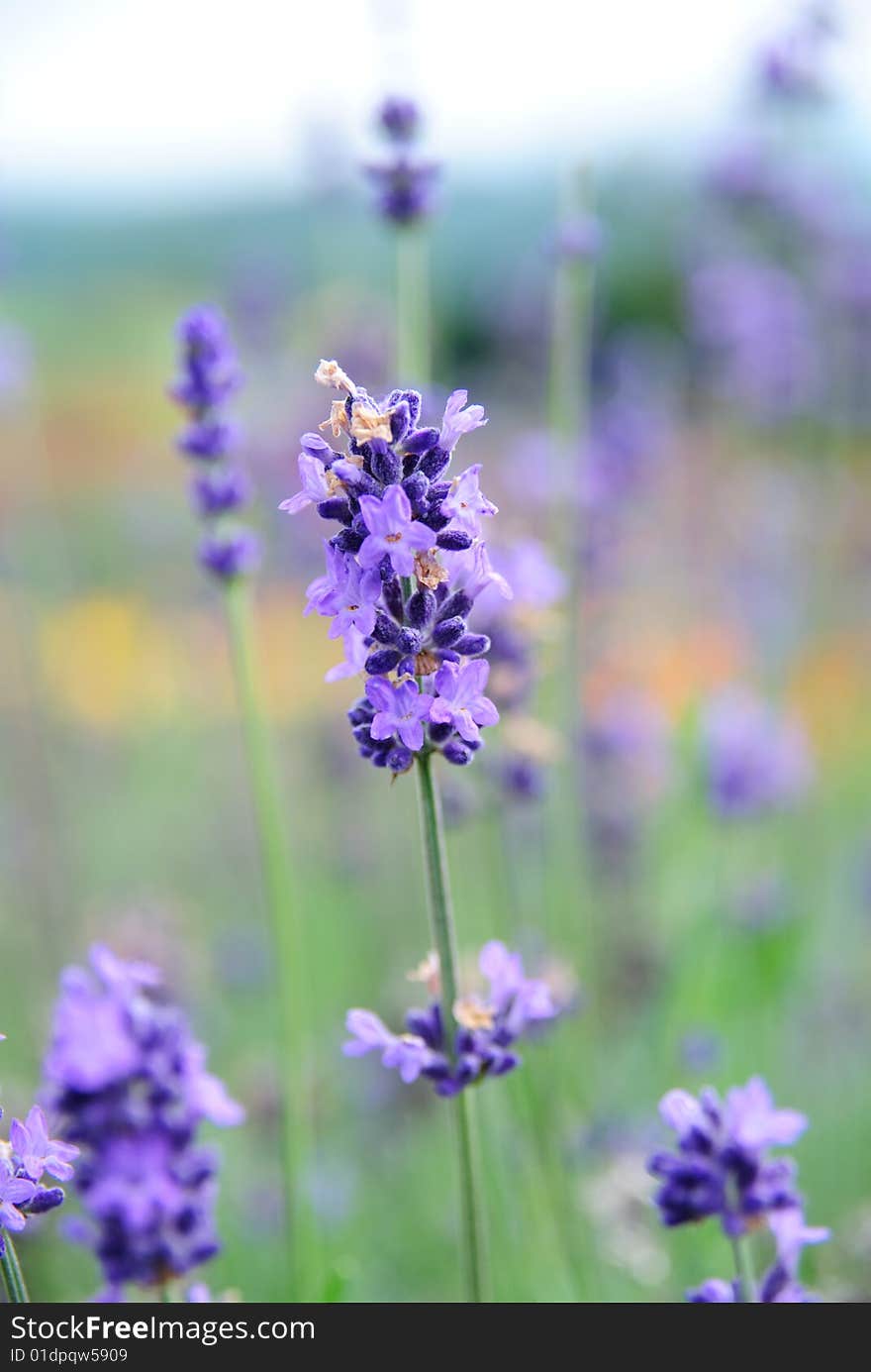 Lavender taken in Furano, Hokkaido.