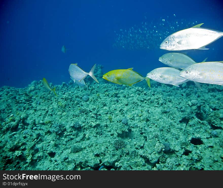 Coral and fish taken in the red sea.