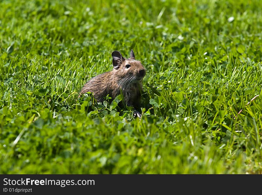 Degu