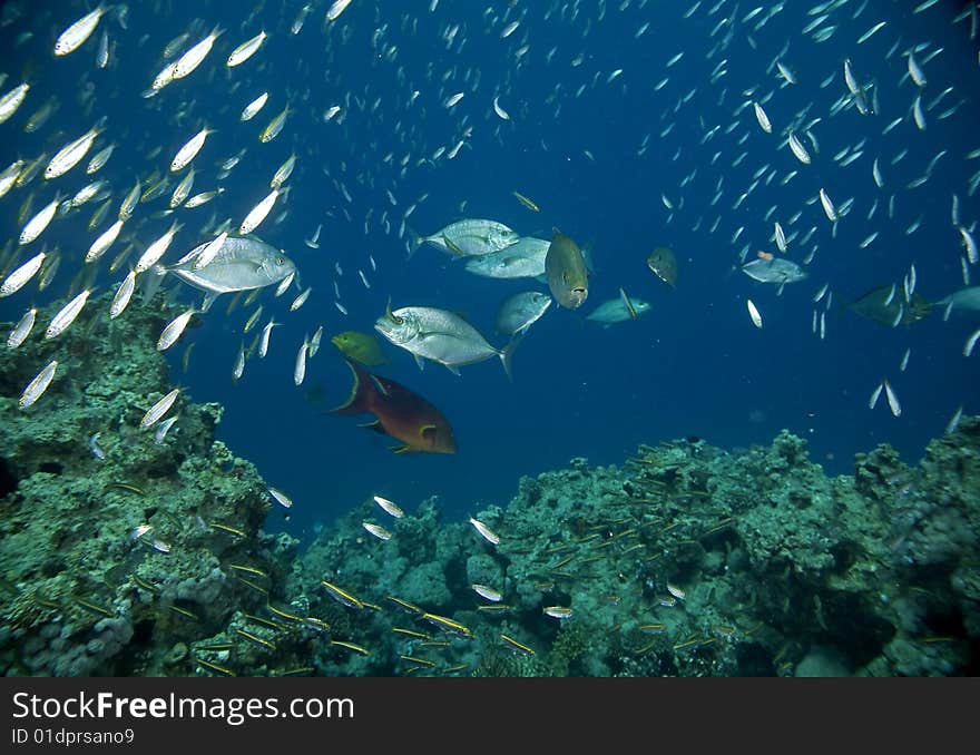 Coral and fish taken in the red sea.