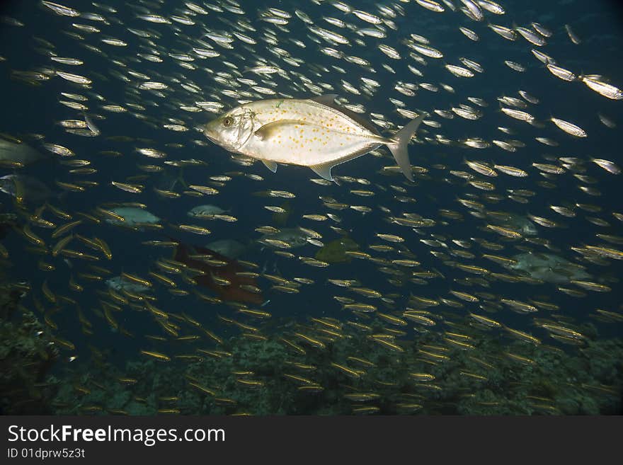 Coral and fish taken in the red sea.