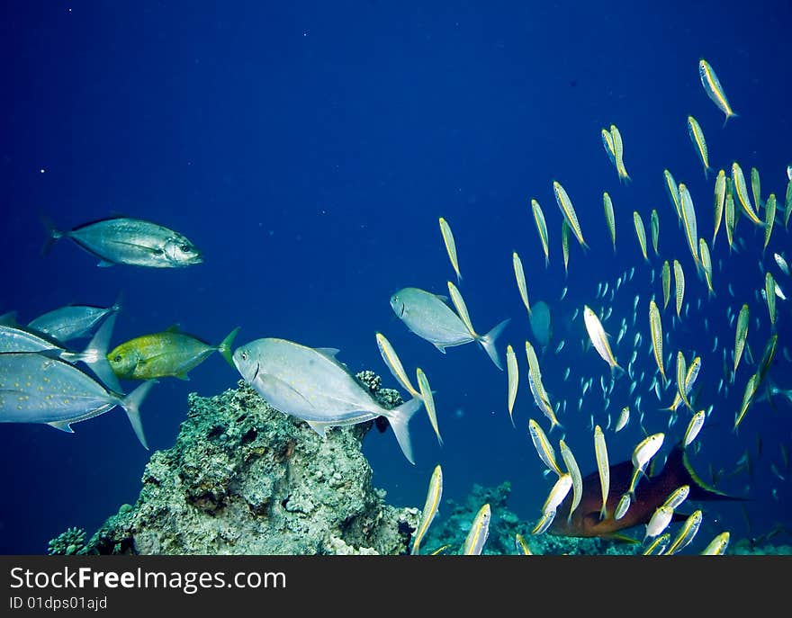 Coral and fish taken in the red sea.