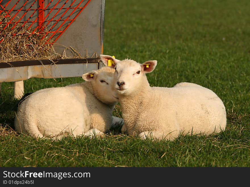 Farm animals: Two little lambs laying in the grass