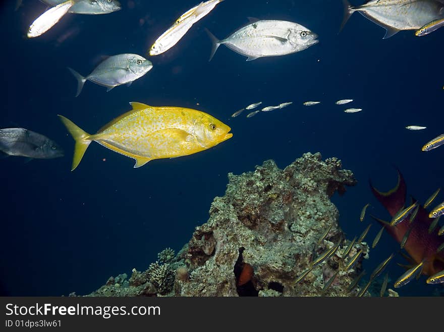 Coral and fish taken in the red sea.