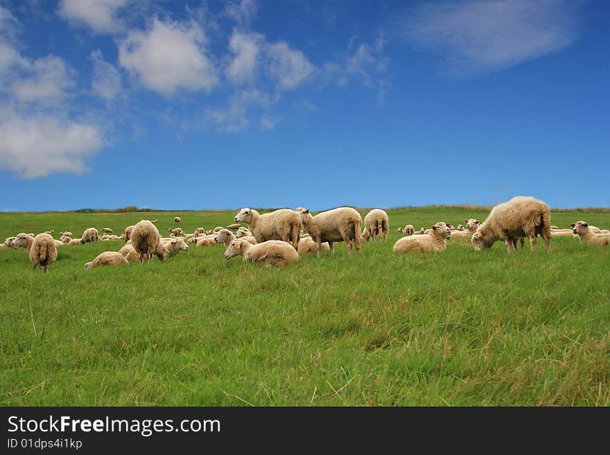 So many shep in beautiful green meadow. So many shep in beautiful green meadow