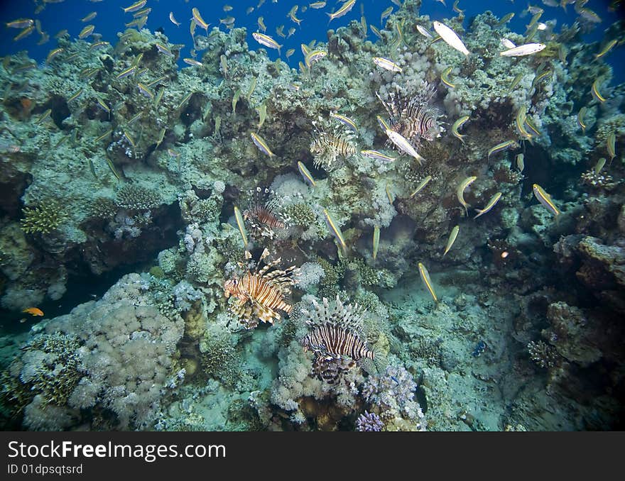 Coral and fish taken in the red sea.