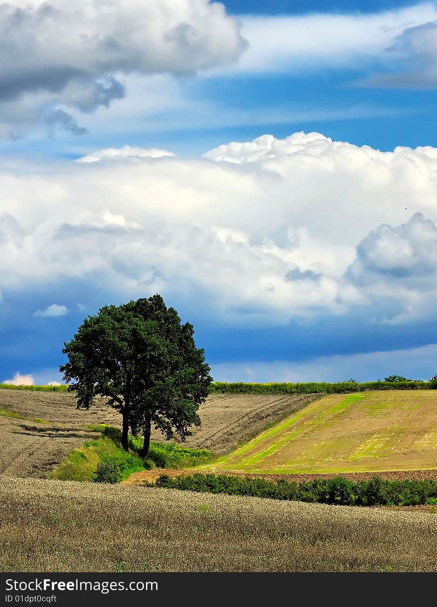 Photograph the beautiful  summer Fields