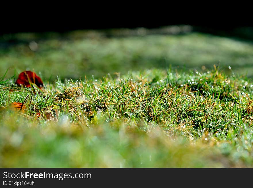 Grass in the morning, with morning dew - Nikon d300