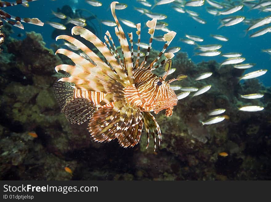 Common lionfish (pterois miles)taken in the red sea.