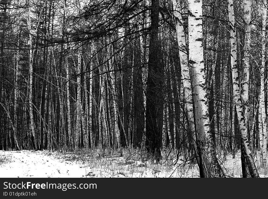 Winter in the mountains beautiful white birch wood