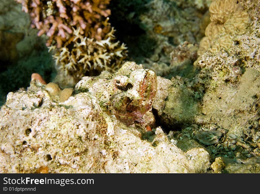 Bearded scorpionfish (scorpaenopsis barbatus)taken in the red sea.