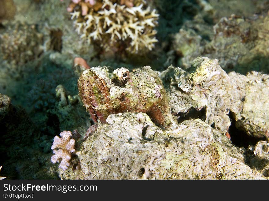 Bearded scorpionfish (scorpaenopsis barbatus)taken in the red sea.