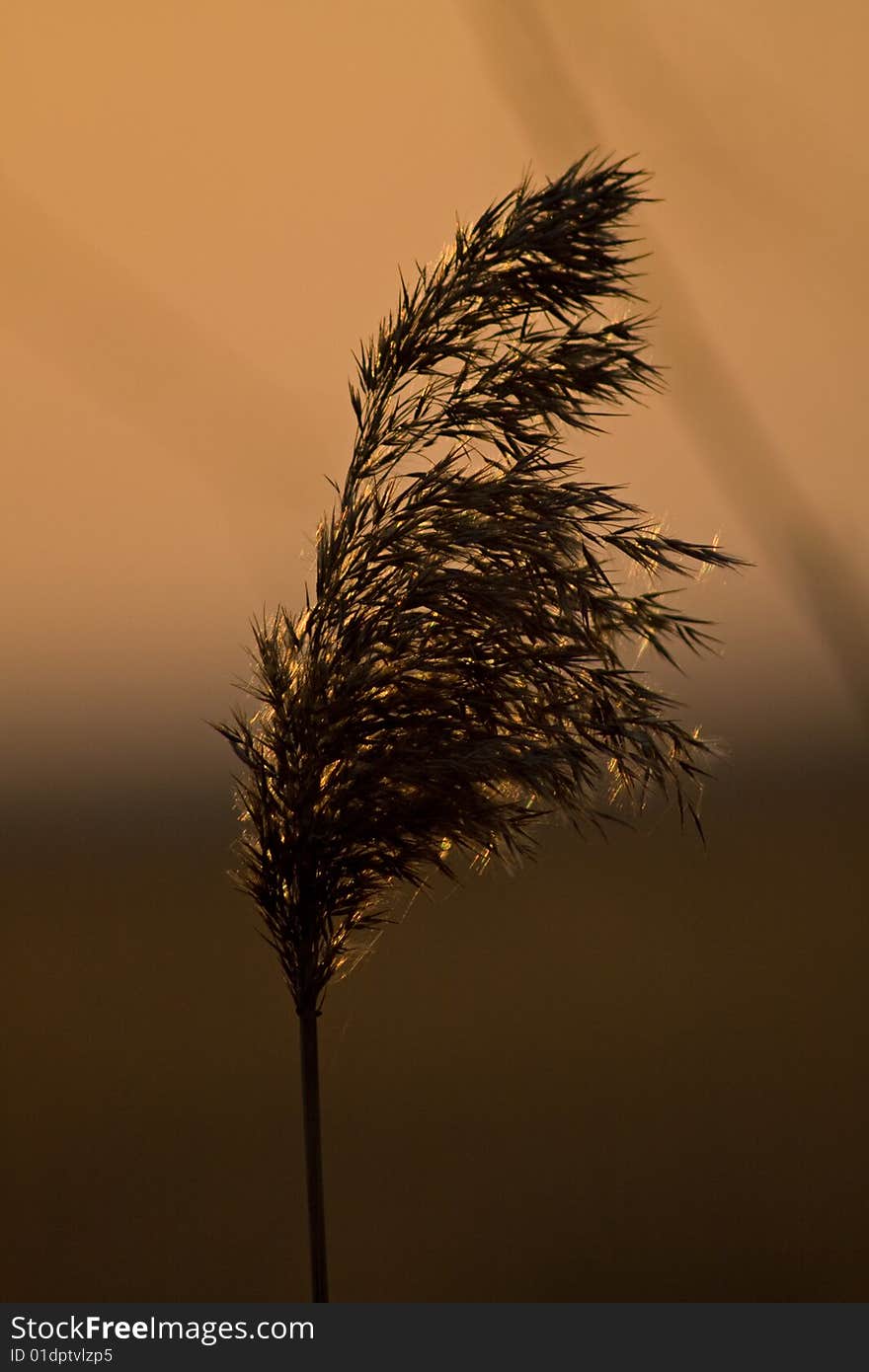 Blade Of Grass