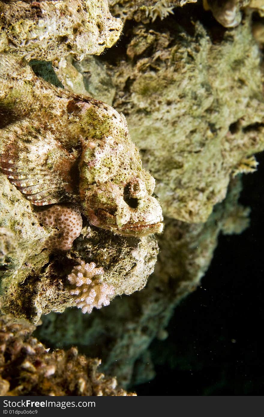 Bearded scorpionfish (scorpaenopsis barbatus)taken in the red sea.