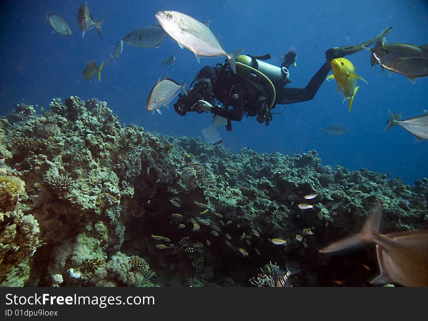 Coral, fish and diver taken in the red sea.