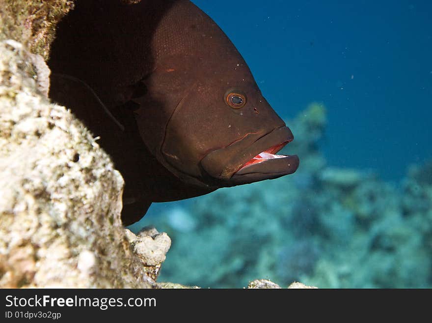 Redmouth grouper (Aethaloperca rogaa) taken in the red sea.