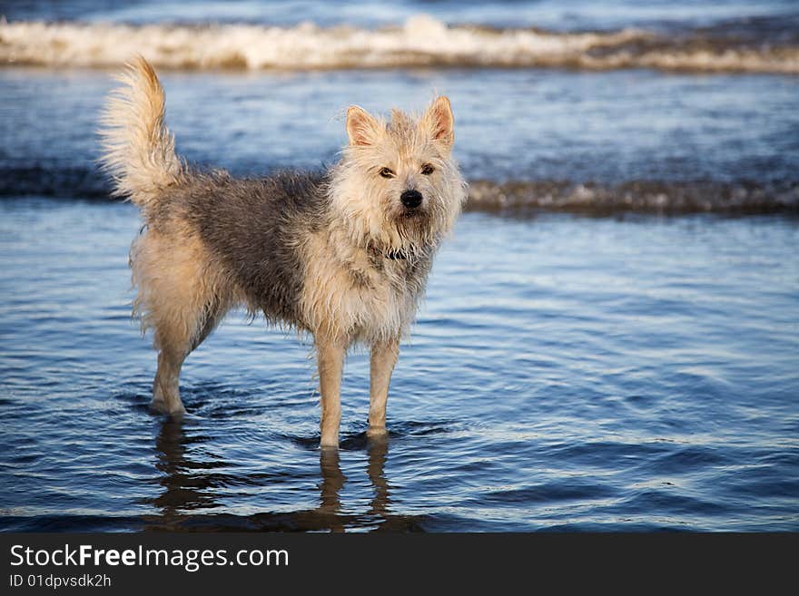 A furry dog playing in the water. A furry dog playing in the water