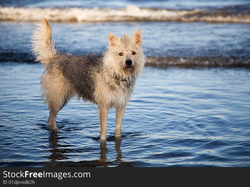 Playful water dog