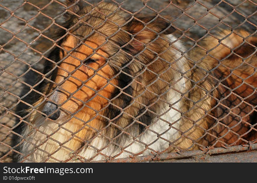 A collie is shut in the cage.