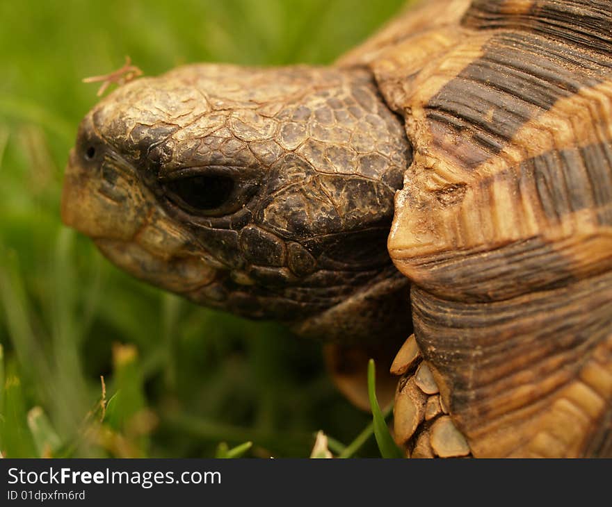 African Hingeback Tortoise peeping out of its shell