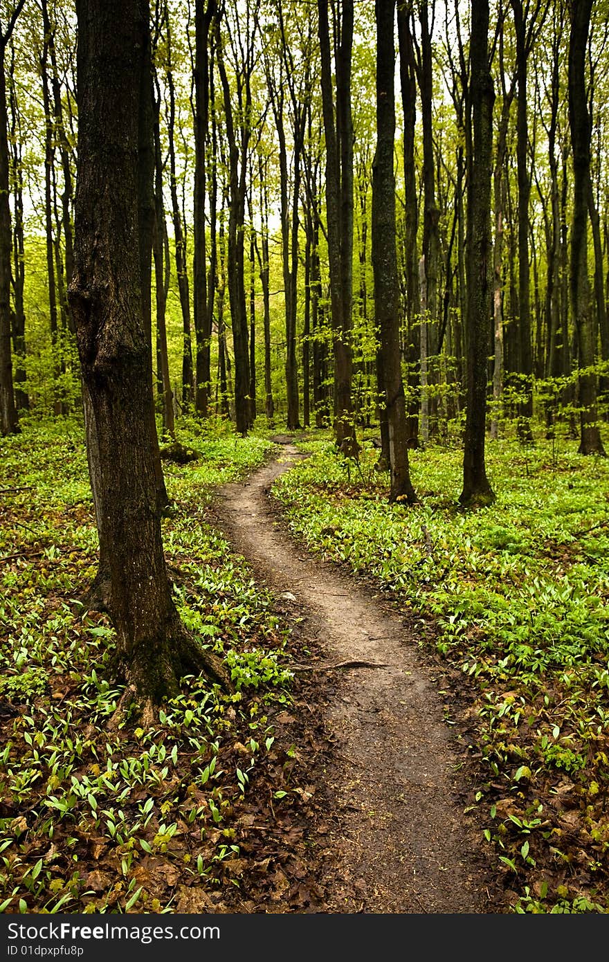 A pathway through the forest in spring. A pathway through the forest in spring