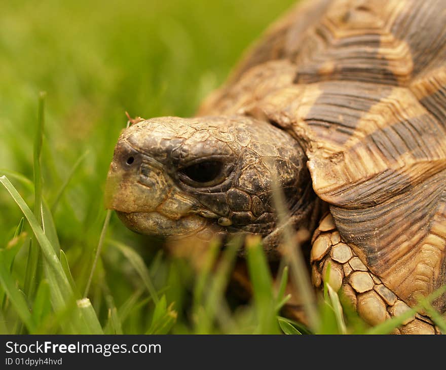 African Hingeback Tortoise peeping out of its shell