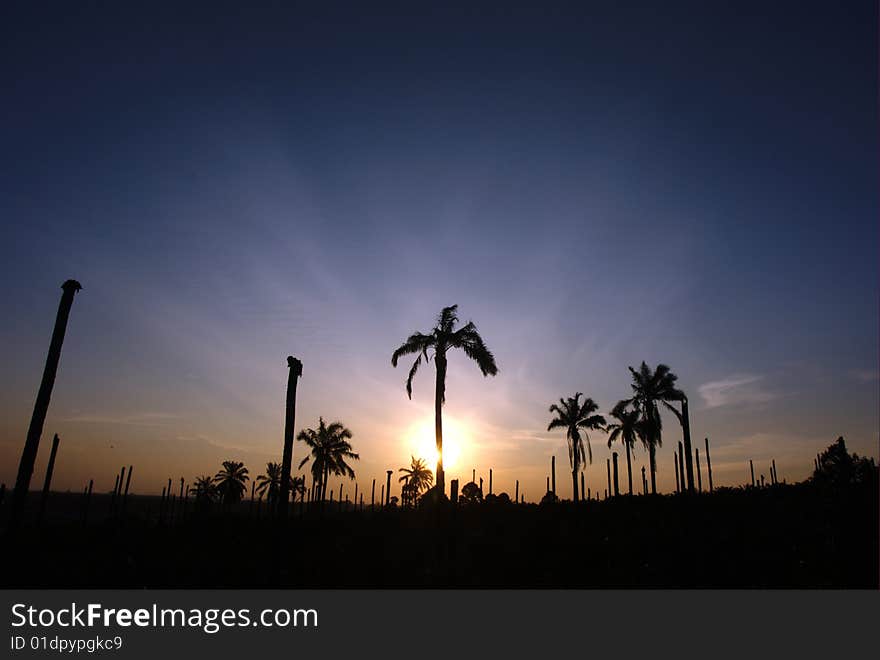 Silhouette Palm Estate