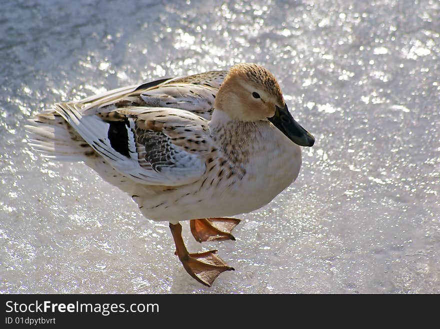 Duck on shimmring ice