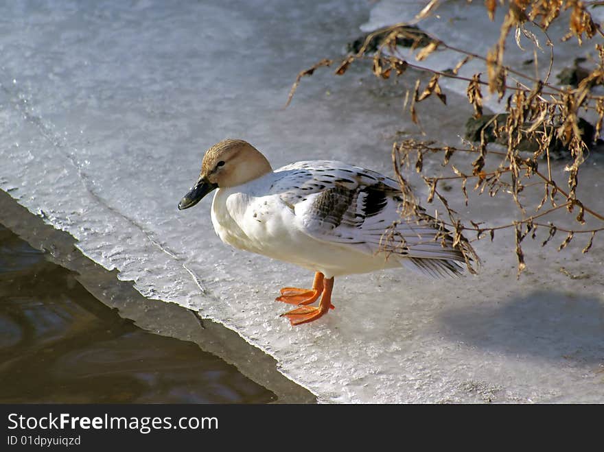 A duck sitting on the ice of a frozen river. A duck sitting on the ice of a frozen river