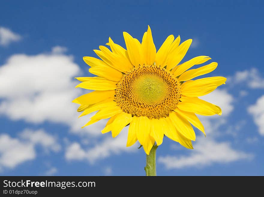 Amazing sunflower and blue sky background