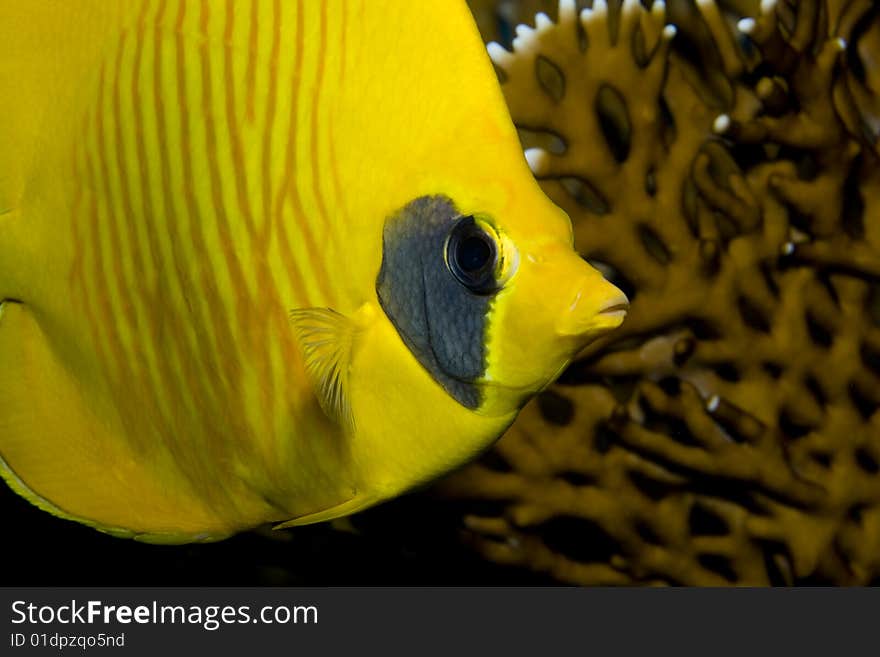 Portrait of a Masked Butterflyfish