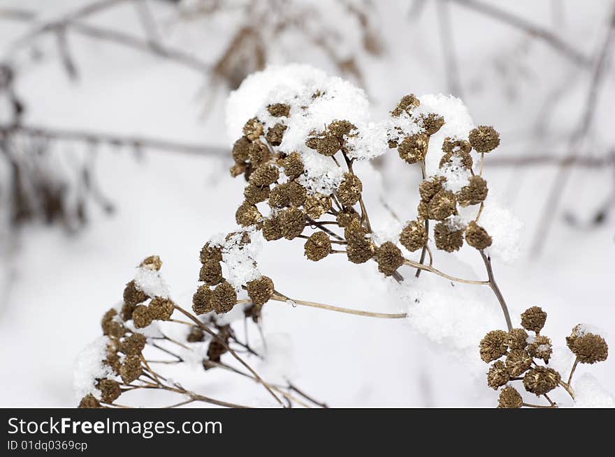 Plant Under Snow