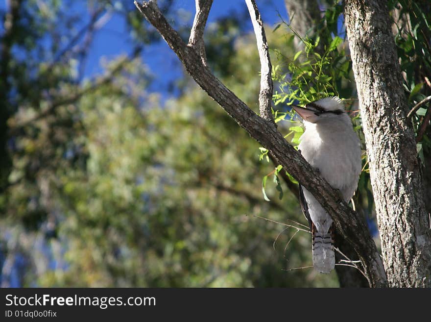 Australian Bush Kookaburra in tree