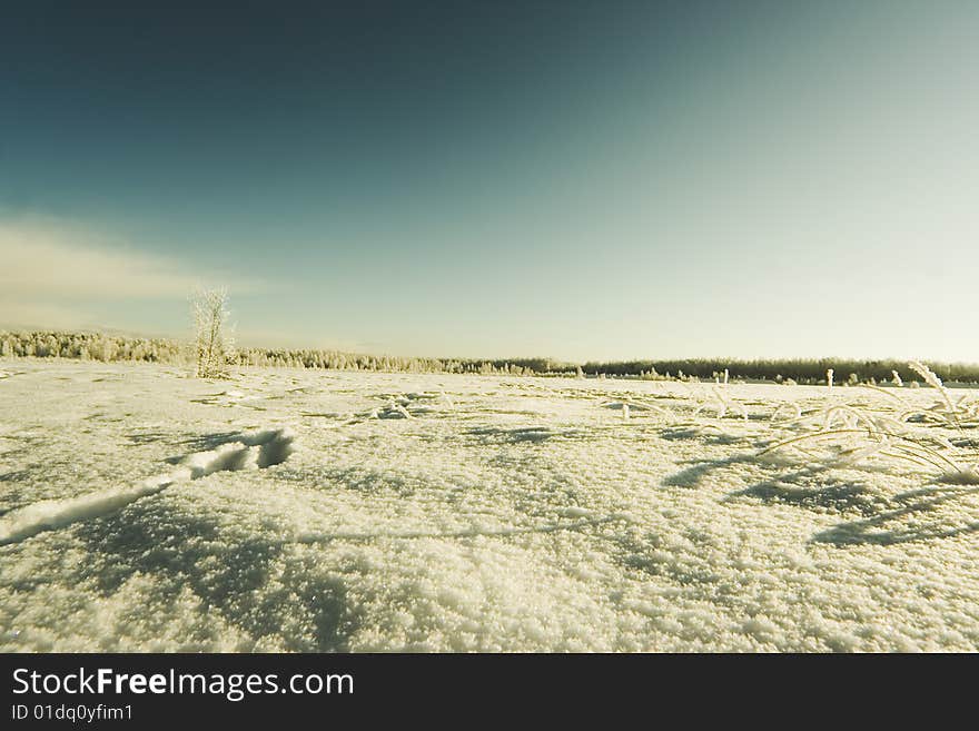 White winter over the field in forest. White winter over the field in forest