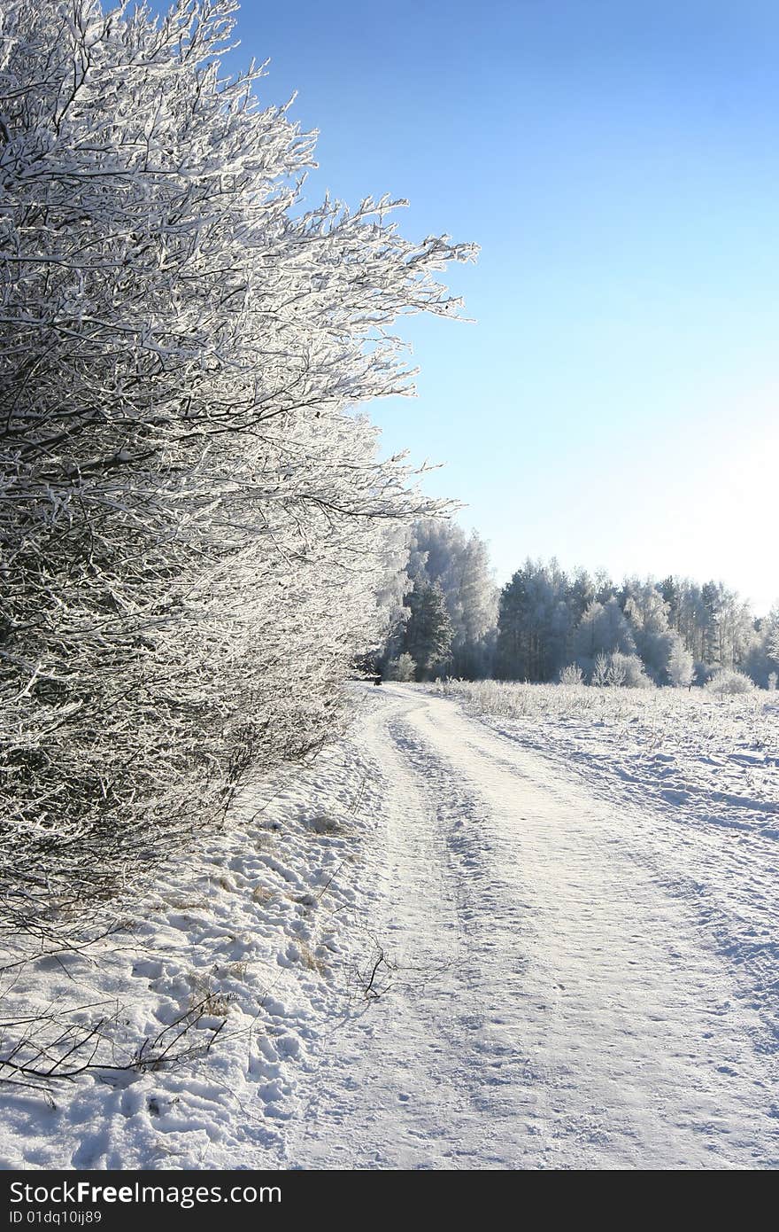 Beautiful white winter in forest