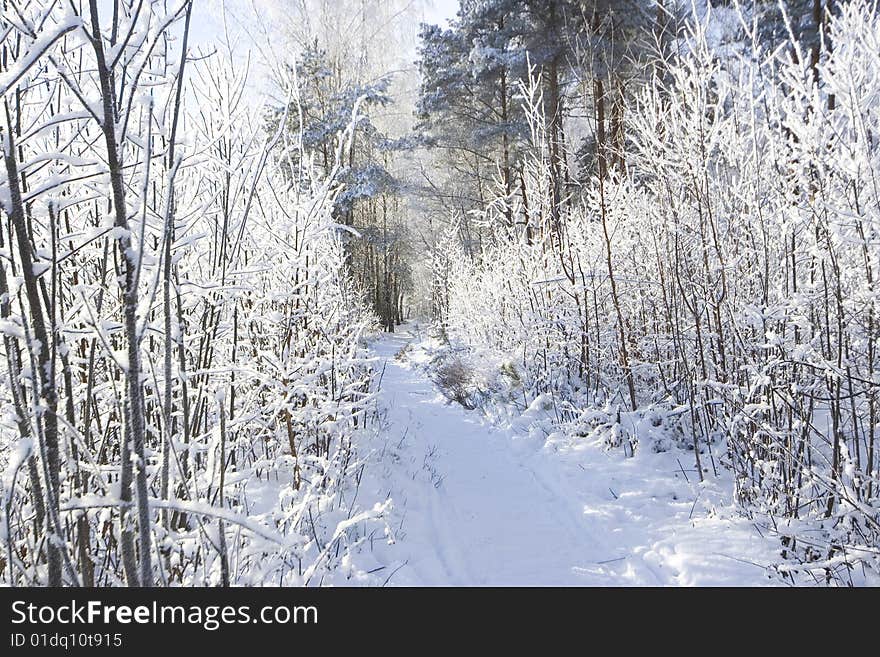 Beautiful white winter in forest. Beautiful white winter in forest