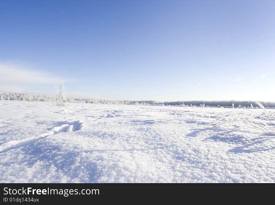 Beautiful white winter in forest. Beautiful white winter in forest