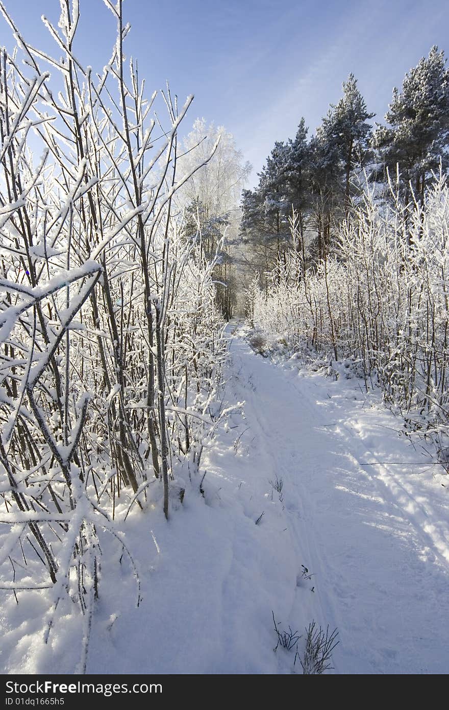 Beautiful white winter in forest. Beautiful white winter in forest