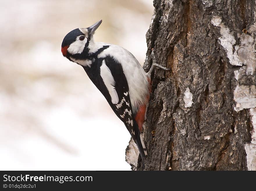 Hunting Woodpecker