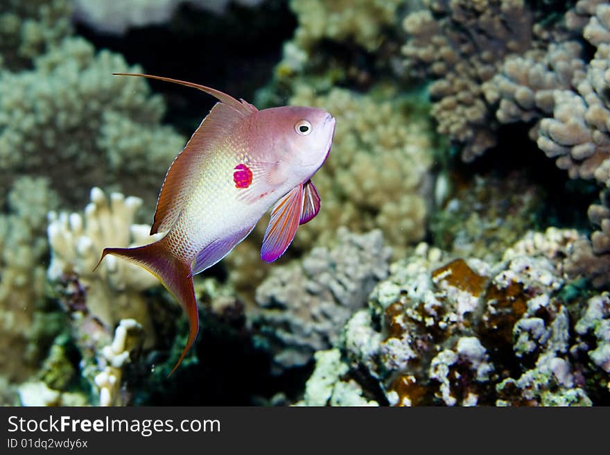 Anthias over a coral reef in the Red Sea. Anthias over a coral reef in the Red Sea