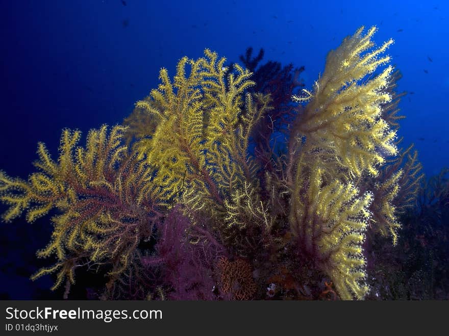 Beautyfull bicolors gorgonian (Paramuricea clavata) in Scilla. Beautyfull bicolors gorgonian (Paramuricea clavata) in Scilla.