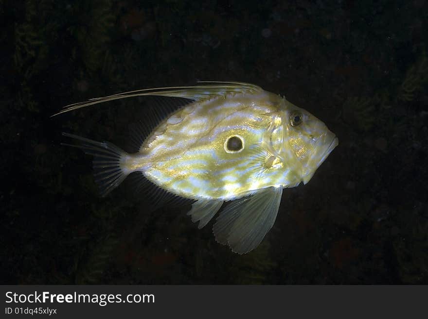 Beautyfull Saint Peter fish, It 'a fish with bizarre shaped, very high and flattened on the sides.