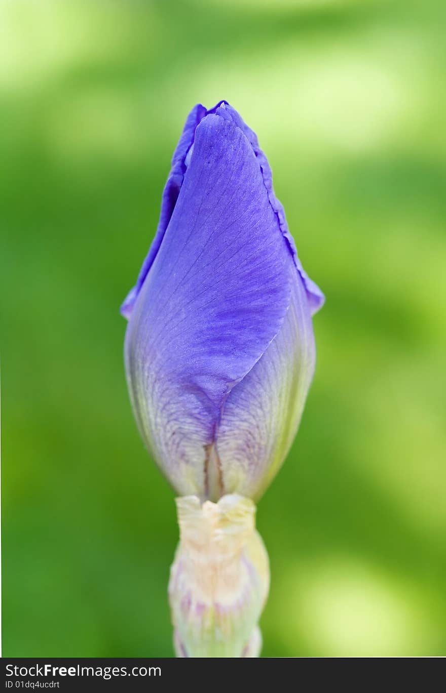 Close up of a Purple Iris Bud