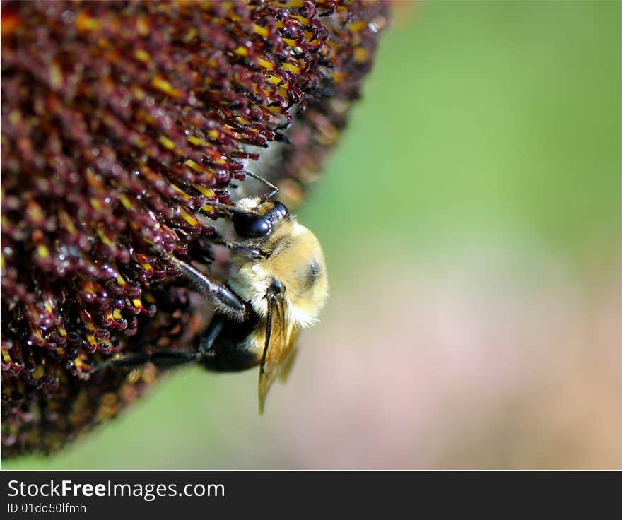 Bumblebee On The Flower