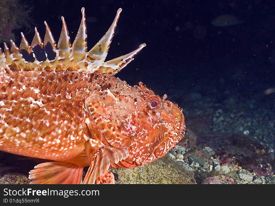 Great portrait of red stone fish in mediterranean sea. Great portrait of red stone fish in mediterranean sea.